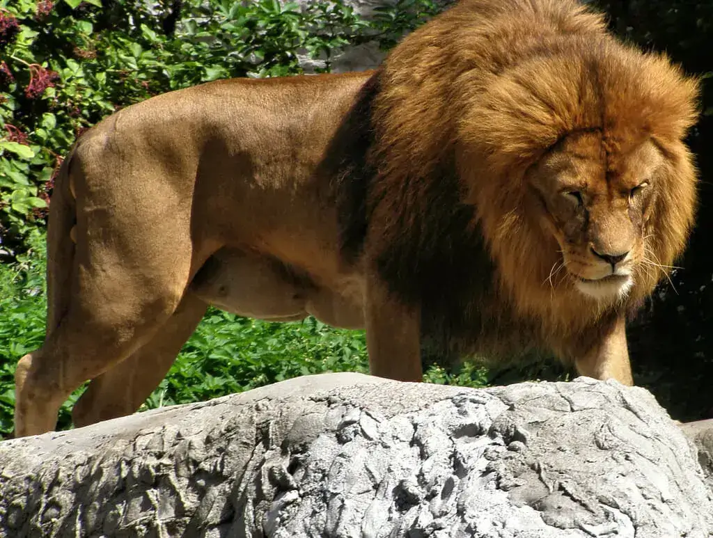 Masai Lion