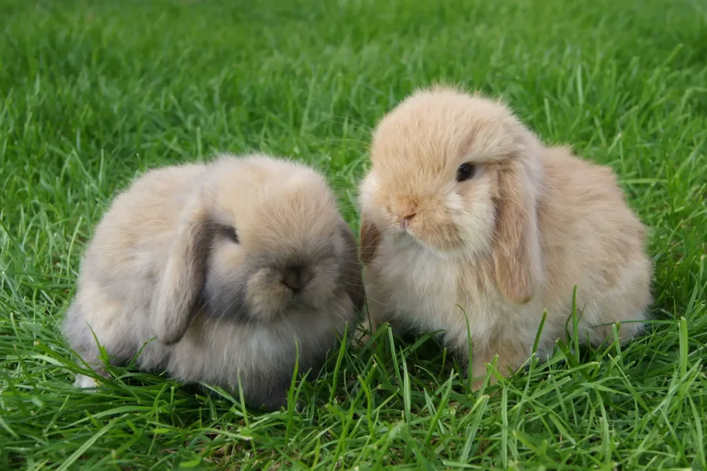 Mini Lop Rabbit