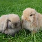 Mini Lop Rabbit