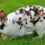 Mini Rex Rabbit