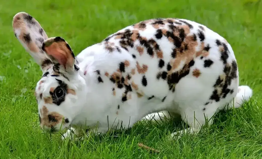 Mini Rex Rabbit