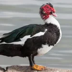 Muscovy Duck