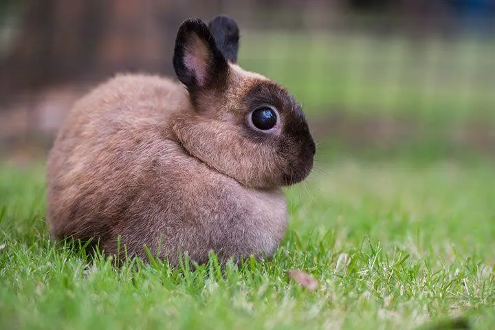 Netherland Dwarf