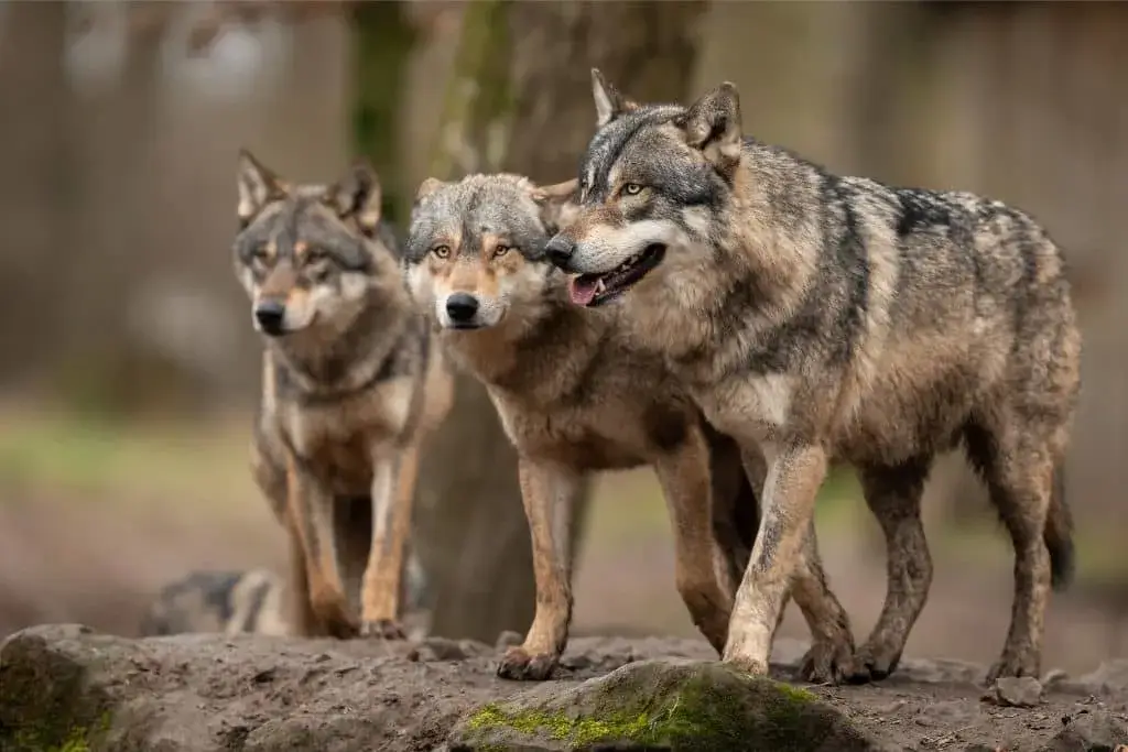 Pakistani Wolf