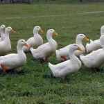 Pekin Duck (American Pekin)
