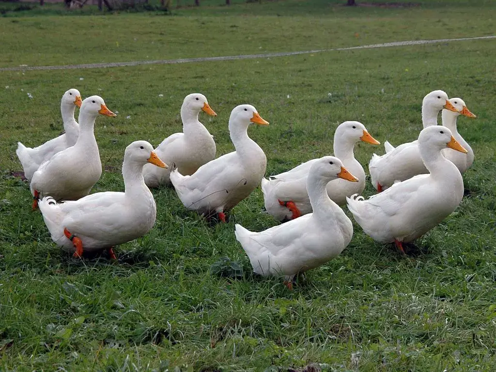 Pekin Duck (American Pekin)