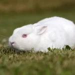Polish Rabbit