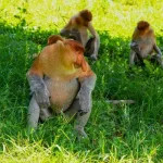 Proboscis Monkey Proboscis Monkey