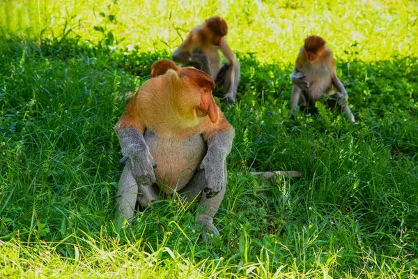 Proboscis Monkey