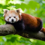 Red Panda