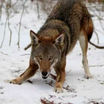 Red Wolf Red Wolf