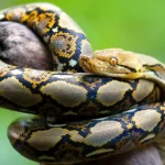 Reticulated Python