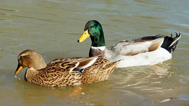Rouen Duck