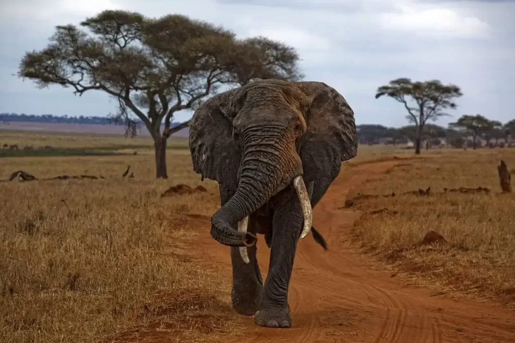 Savanna Elephant