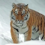Siberian Tiger