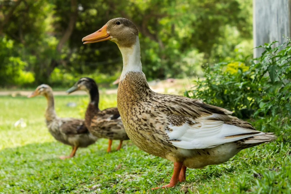 Silver Appleyard Duck
