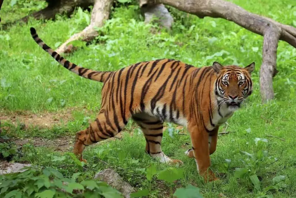 South China Tiger