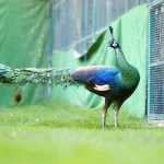 Spalding Peafowl Spalding Peafowl