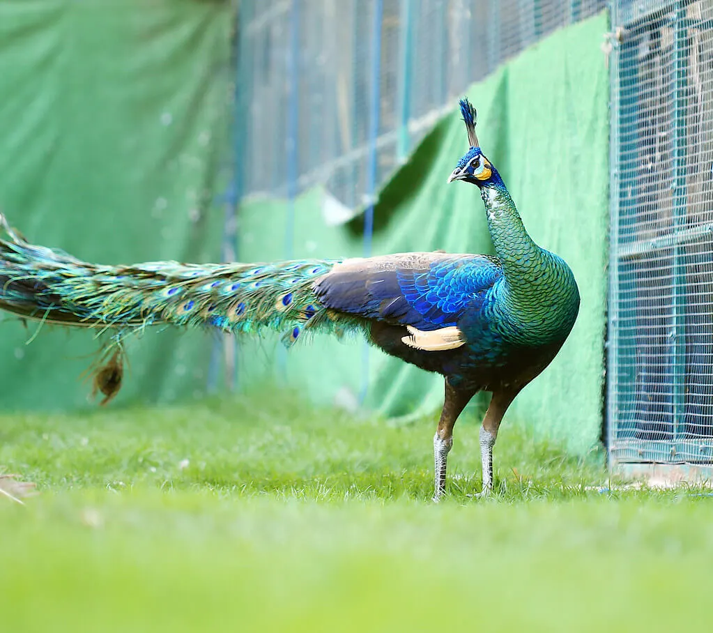 Spalding Peafowl