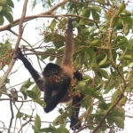 Spider Monkey Spider Monkey