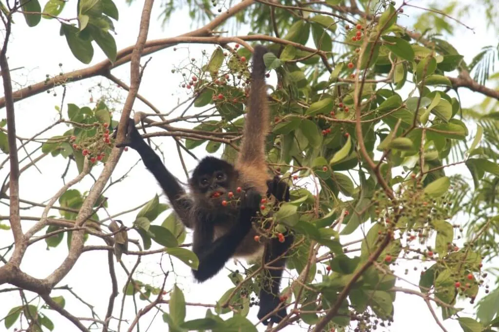 Spider Monkey