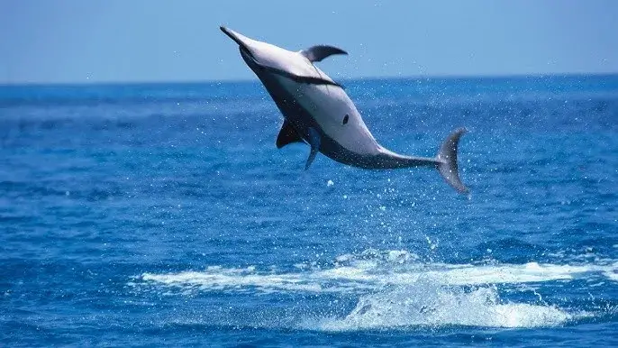 Spinner Dolphin