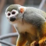 Squirrel Monkey