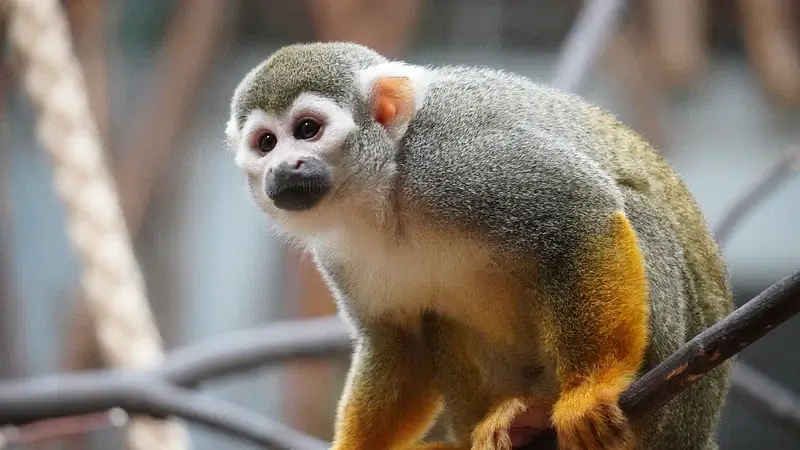 Squirrel Monkey