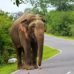 Sri Lankan Elephant Sri Lankan Elephant