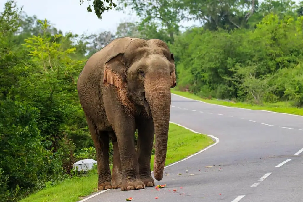 Sri Lankan Elephant