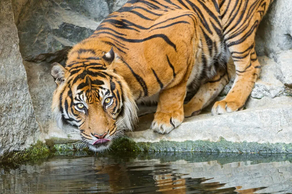 Sumatran Tiger