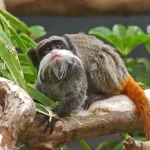 Tamarin Monkey Tamarin Monkey
