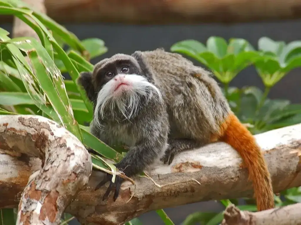 Tamarin Monkey