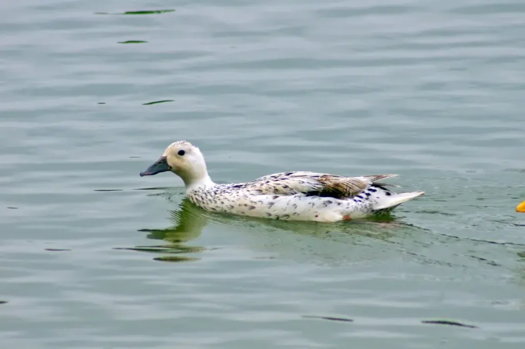 Welsh Harlequin Duck