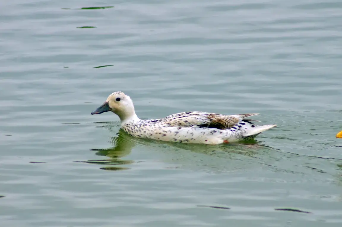 Welsh Harlequin Duck