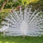 White Peafowl White Peafowl