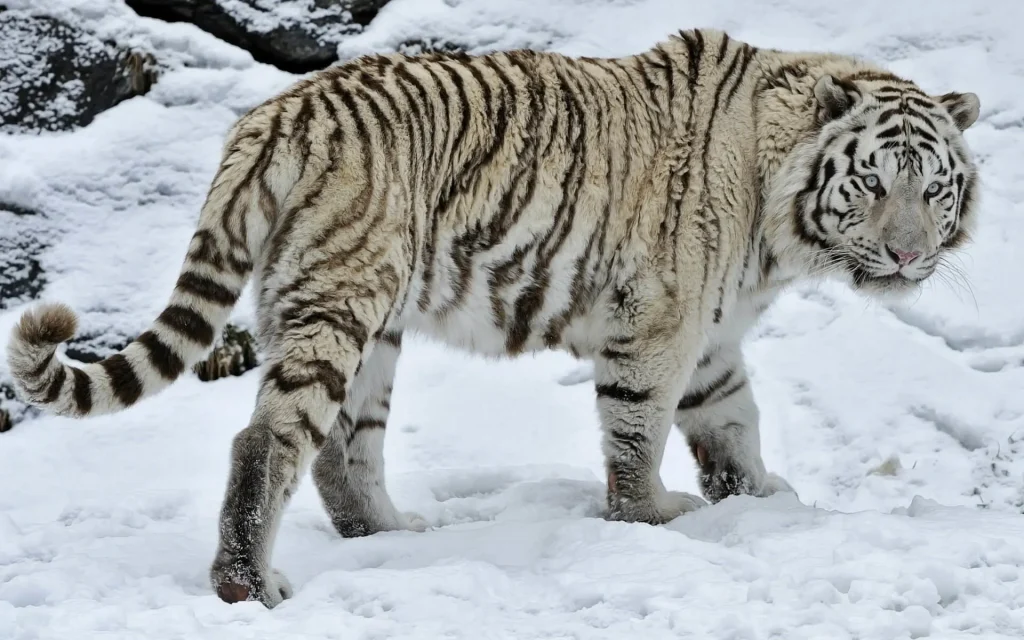 White Tiger