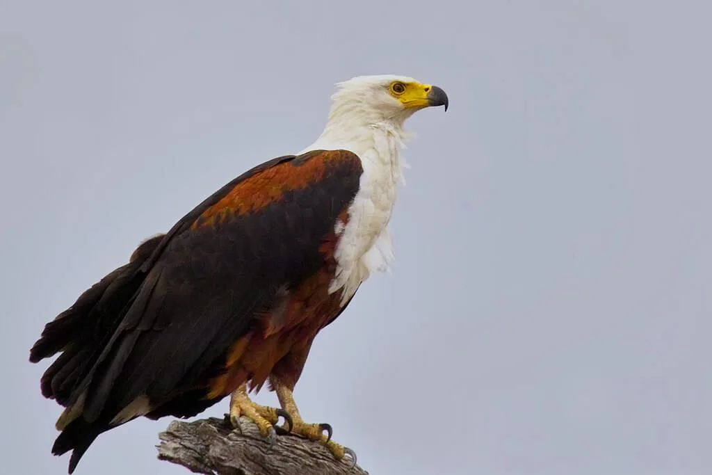 African Fish Eagle