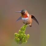 Allen’s Hummingbird