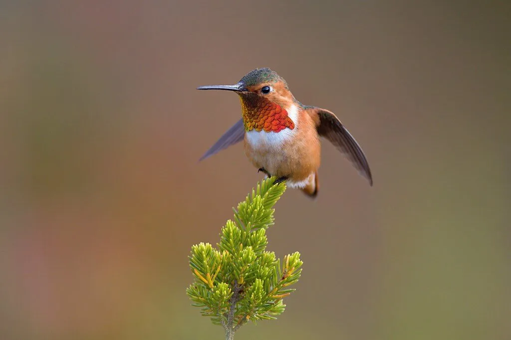 Allen’s Hummingbird