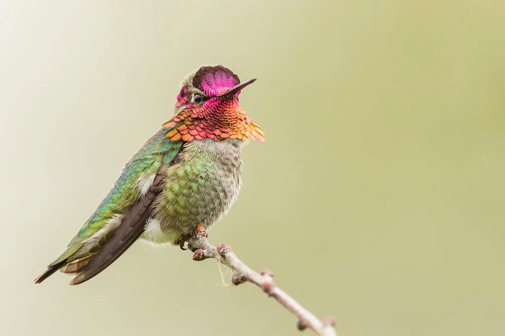 Anna’s Hummingbird