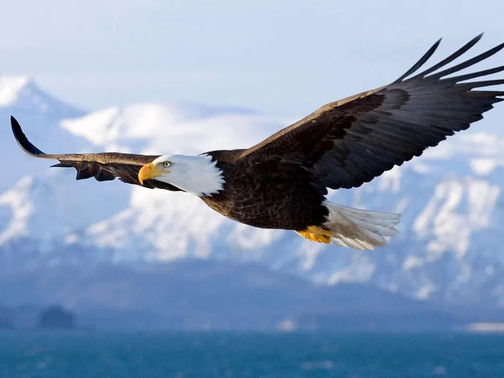 Bald Eagle