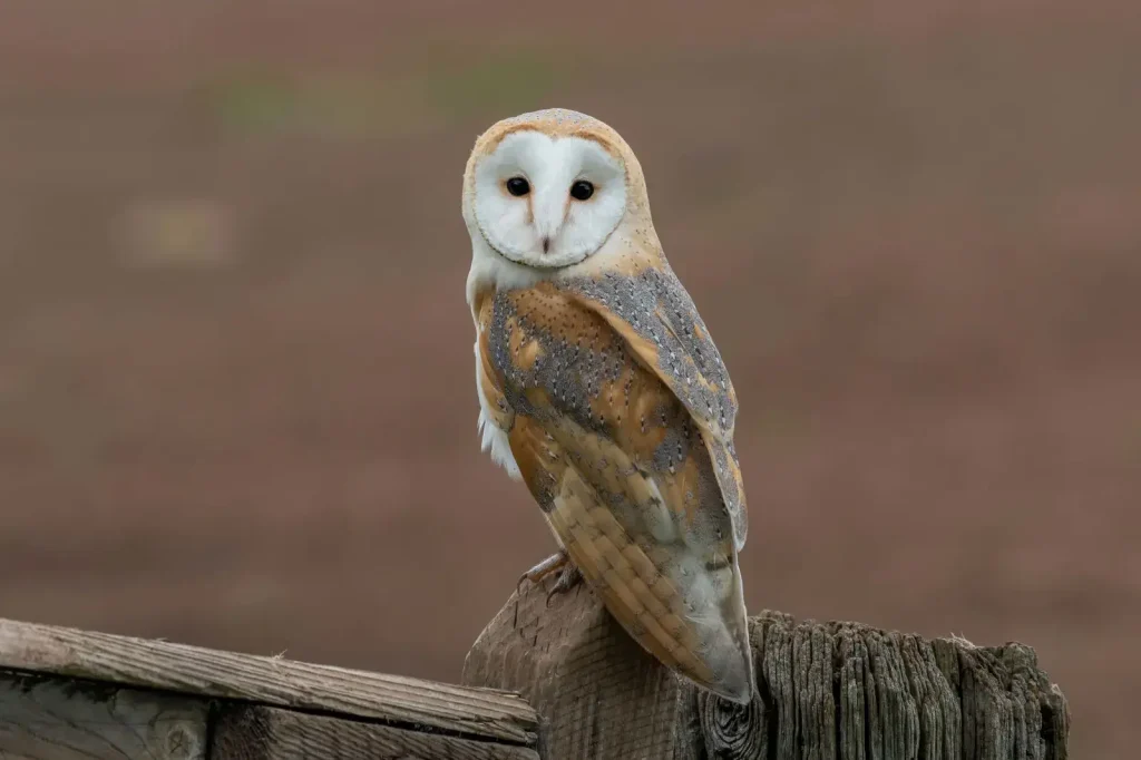 Barn Owl