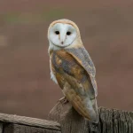 Barn Owl