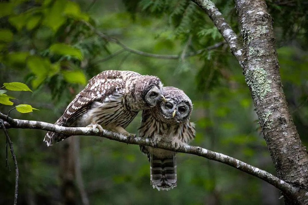 Barred Owl