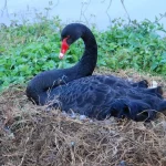 Black Swan