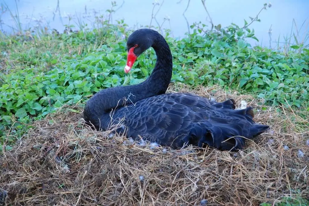 Black Swan