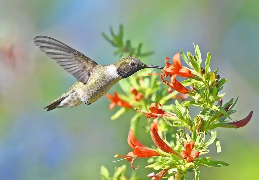 Black-chinned Hummingbird