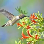 Black-chinned Hummingbird