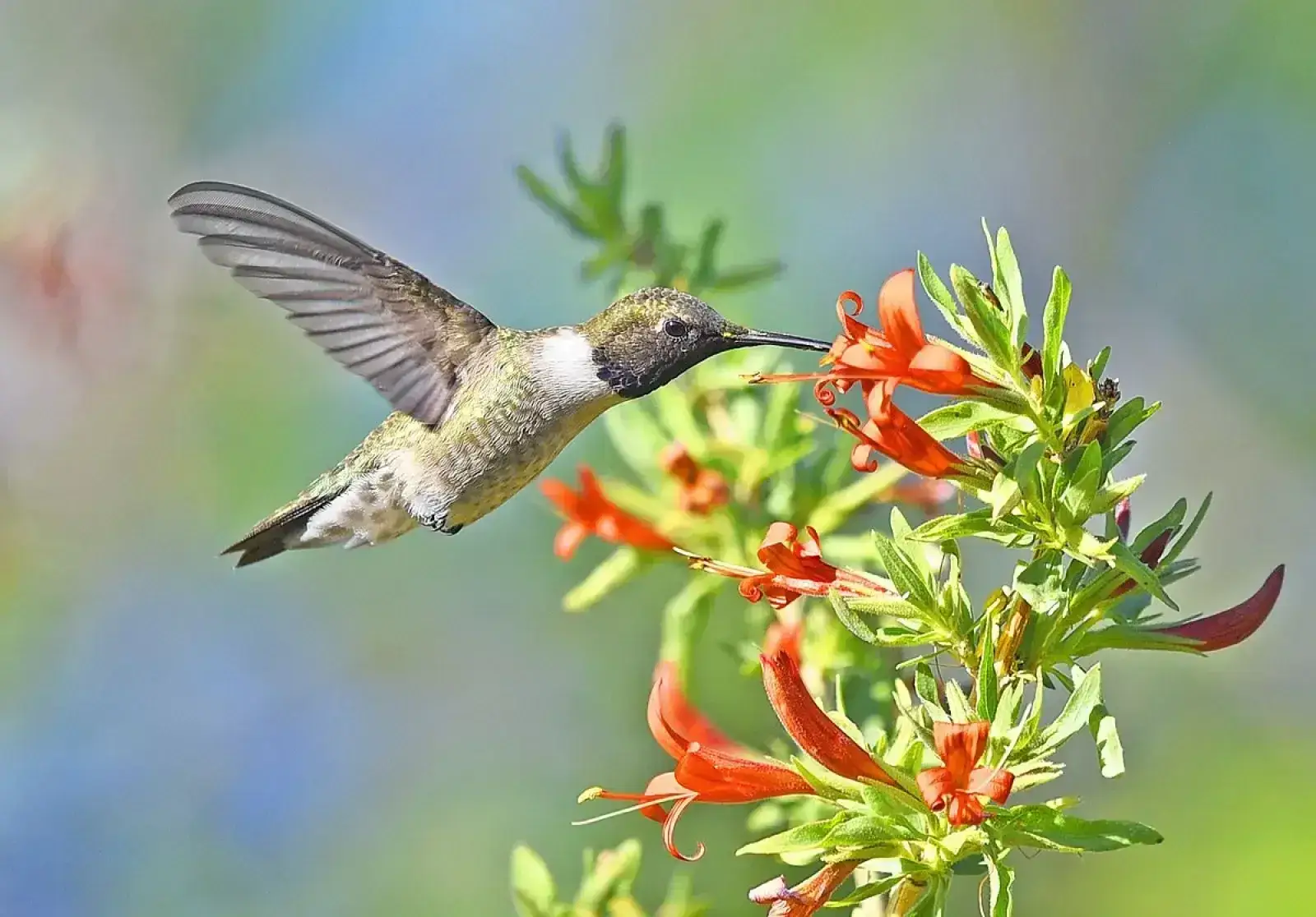 Black-chinned Hummingbird